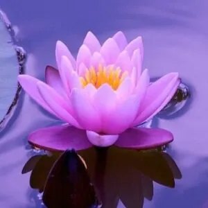 Group logo of Sunday Meditation Hour – Into the Stillness