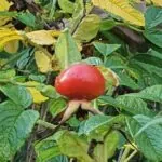 Group logo of Transformative Research & Lifelong Learning Interest Group